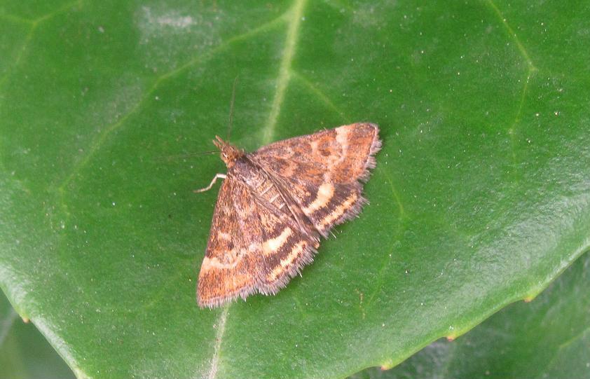 Crambidae da ID - Pyrausta despicata